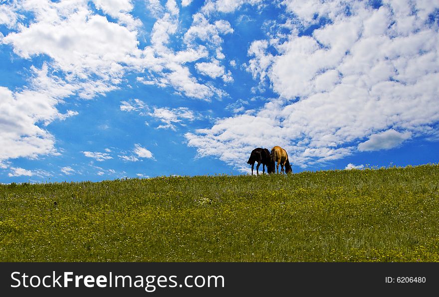 Horses on green meadow,eating under blue sky and clouds