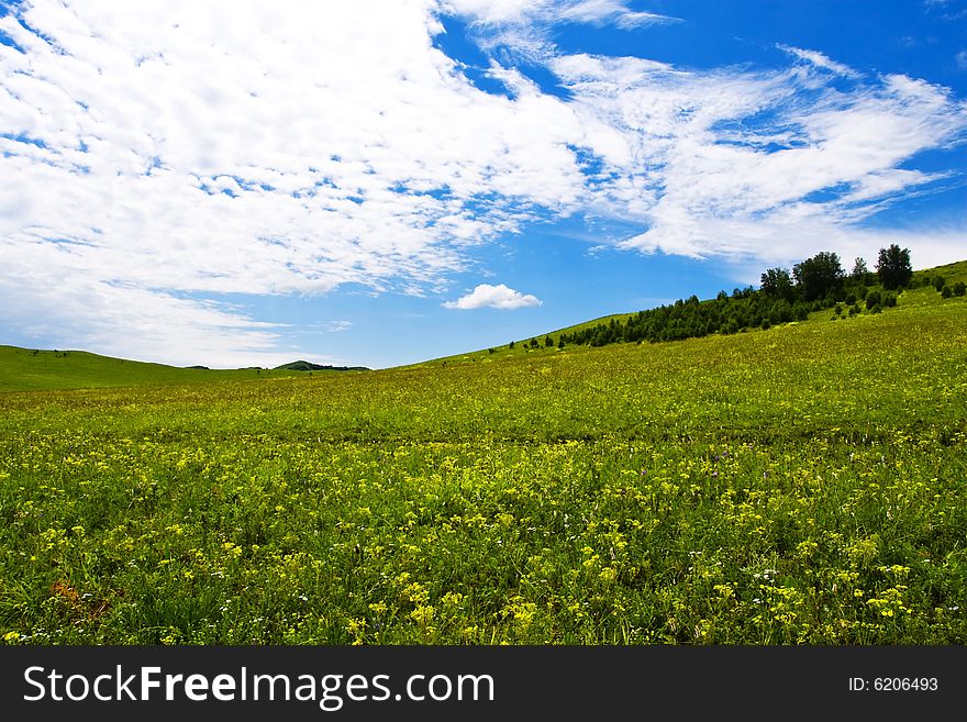 Meadow, the blue sky and white clouds. Meadow, the blue sky and white clouds