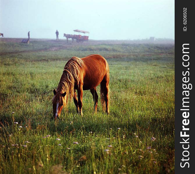 A horse is eatting on the grassland.