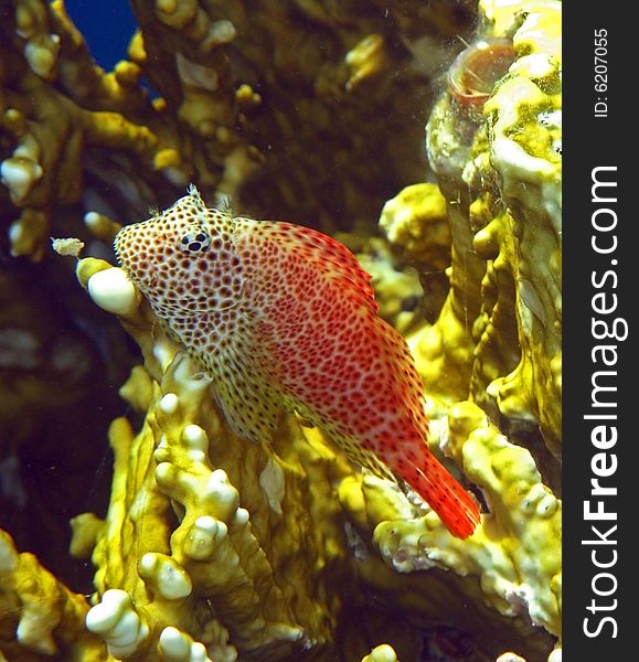 Full view of a leopard blenny in Red Sea coral reef. Full view of a leopard blenny in Red Sea coral reef