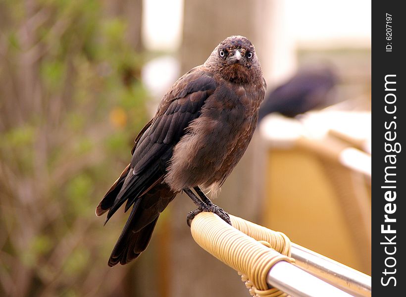 A young crow begging at the back of a chair