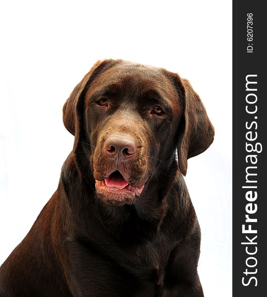 Shot of a cute ten month old labrador puppy. Shot of a cute ten month old labrador puppy