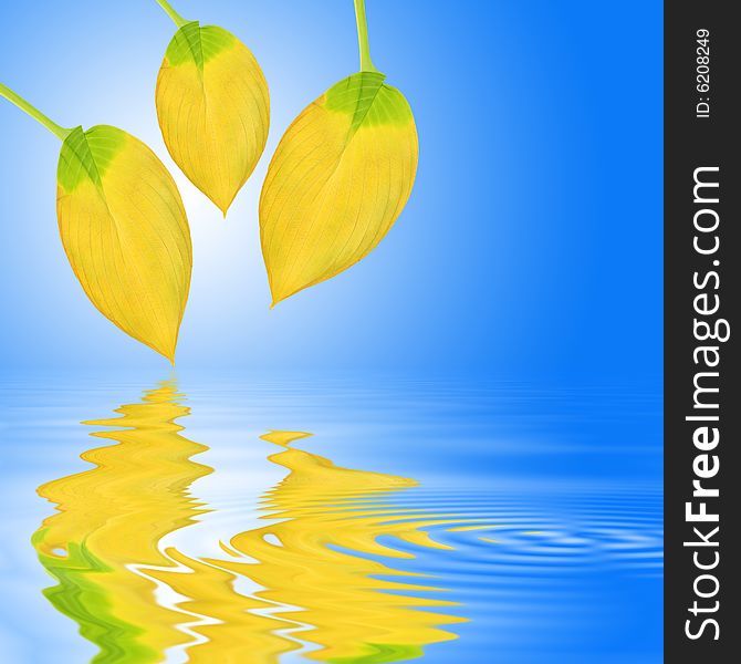 Abstract of three golden hosta leaves in autumn with reflection over rippled water. Over blue sky background with white central glow. Abstract of three golden hosta leaves in autumn with reflection over rippled water. Over blue sky background with white central glow.