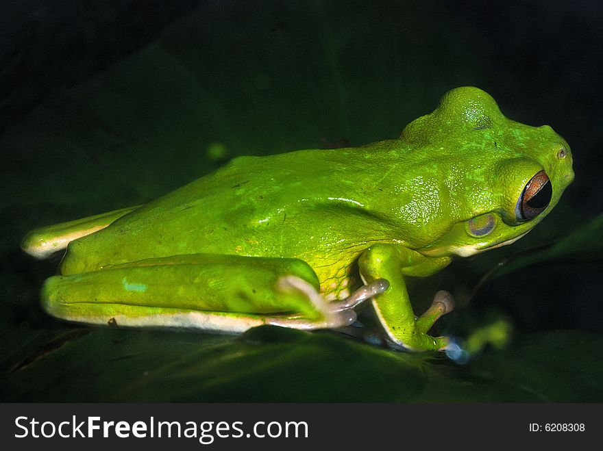 Close up of a beautiful green tree frog