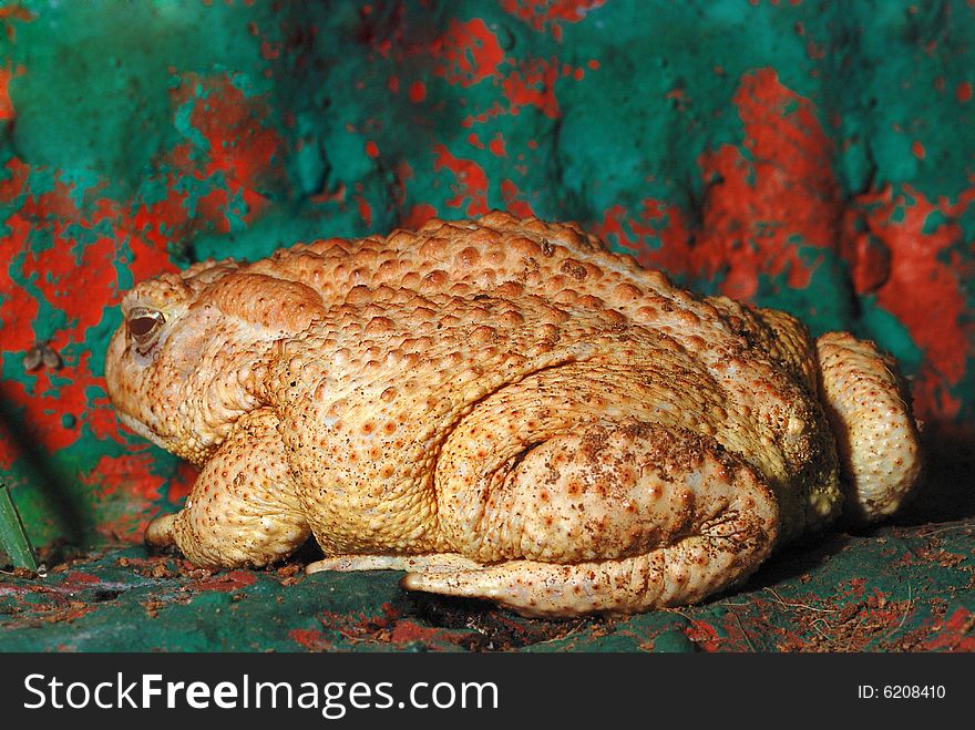 Image of a big toad on ground.