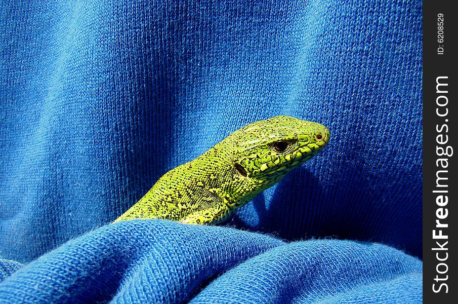 Green lizard on blue field. Green lizard on blue field