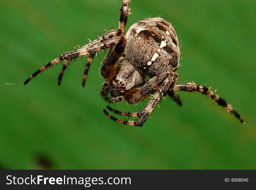 Macro/close-up shot of a spider on the 
hunting