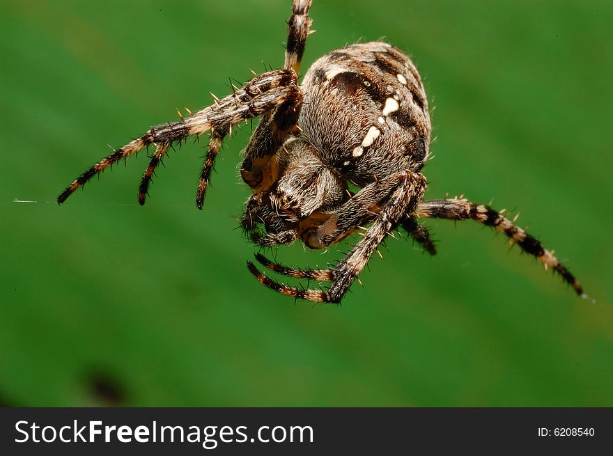 Spider