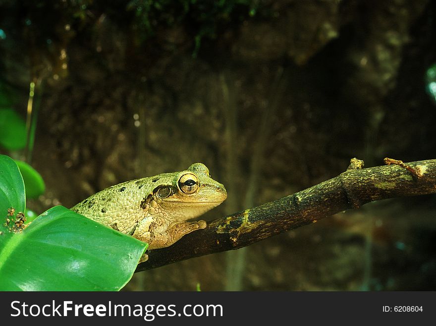 The White-lipped Tree Frog can reach a length of over 13 centimeters (5 inches).