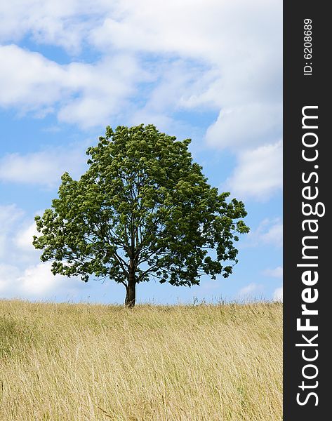 Lonely tree on summer meadow and blue sky