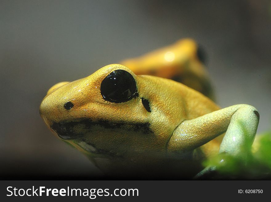 Closeup Image of yellow frog show eye. Closeup Image of yellow frog show eye.