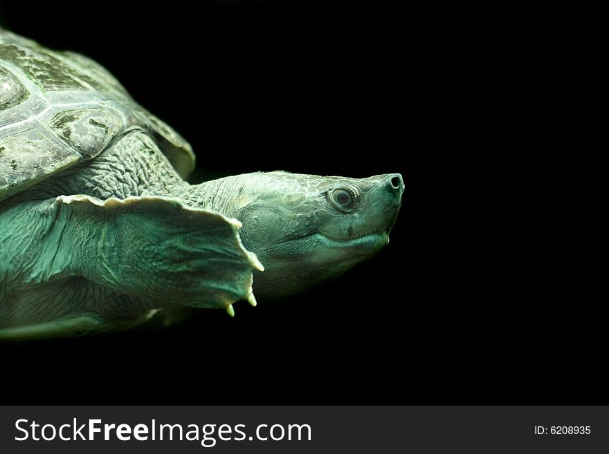 Nice turtle on the black background