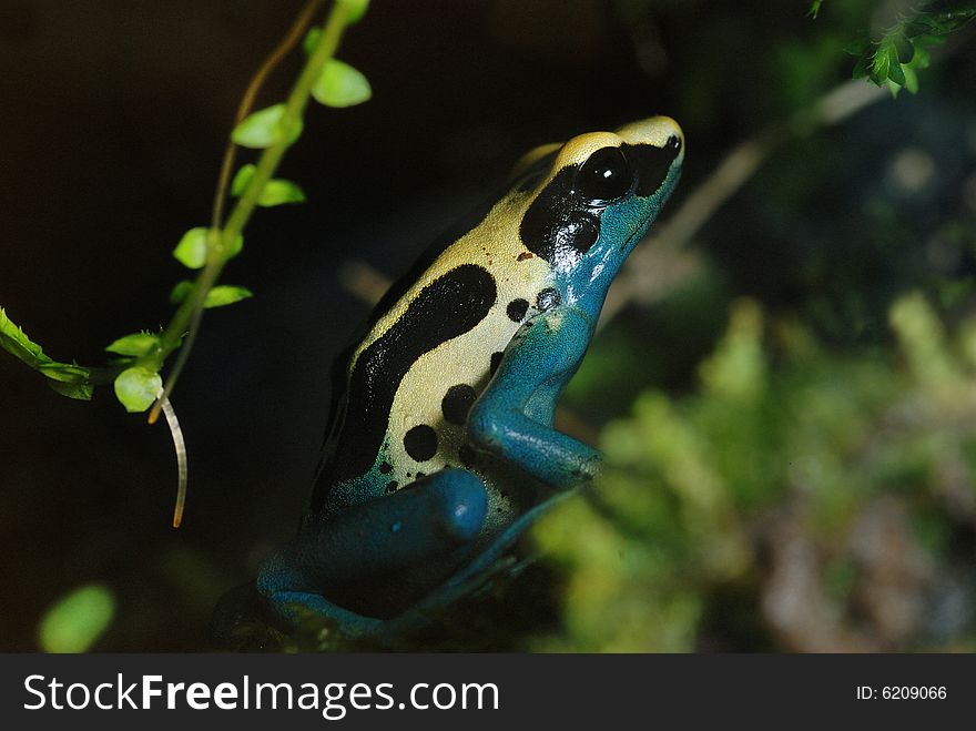 Image of black and yellow frog on green background. Image of black and yellow frog on green background