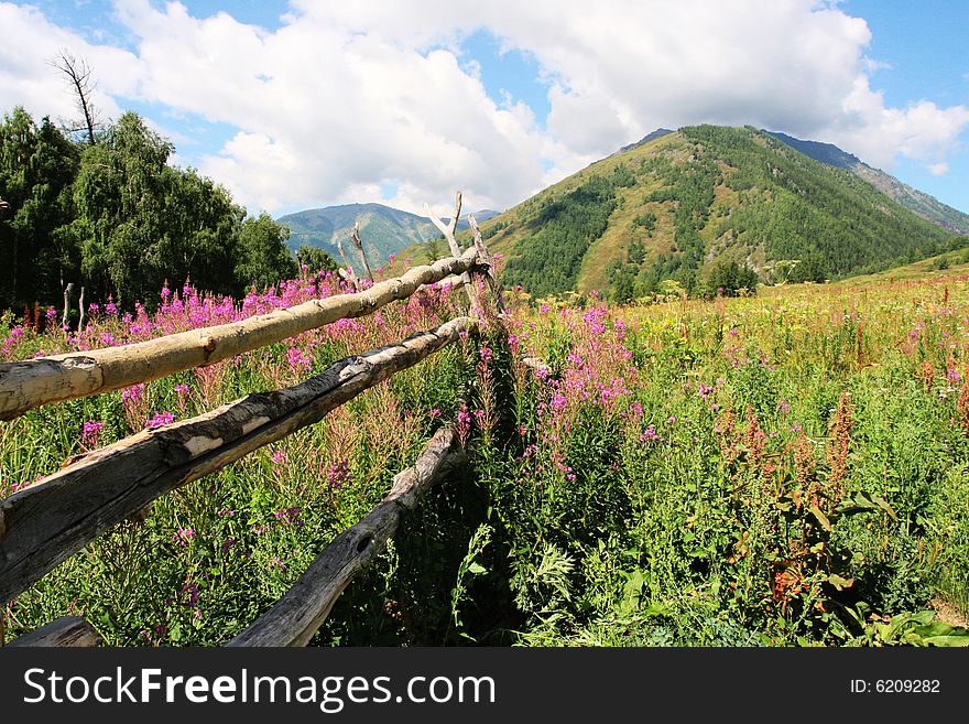 The flowers of meadow in sinkiang china .