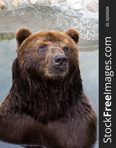 A brown bear sitting in the water and watching something