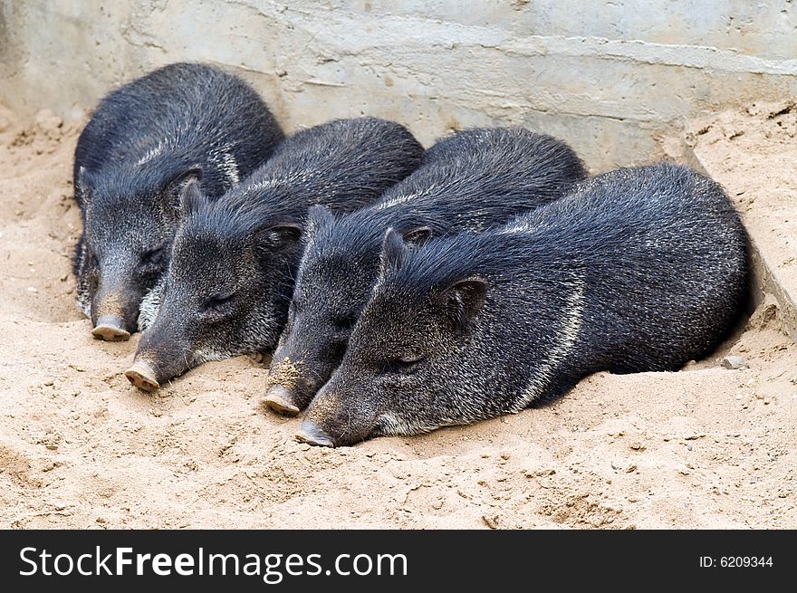 Four dark piglets sleeping in the sand