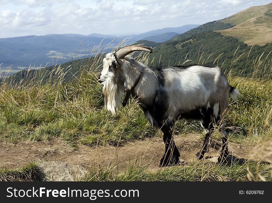 Goat on the tourist track looking at the mountain panorama