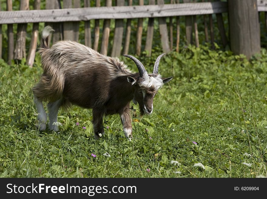 Small, domestic goat eating its breakfast