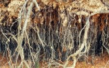 Roots Of Old Tree Without Ground Stock Images Roots Of Old Tree Without Ground Stock Images