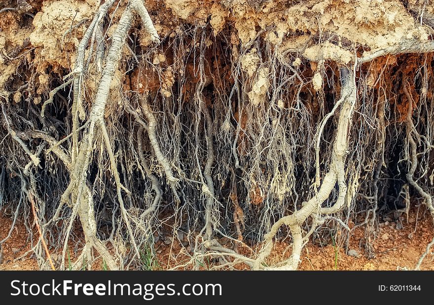 Roots of old tree without ground