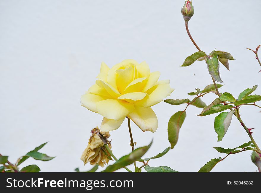 Yellow Rose and the other one with fallen petals and rose buds