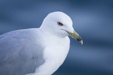 Sea Gull Royalty Free Stock Image