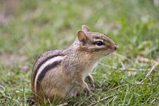 Chipmunk Royalty Free Stock Photo Chipmunk Royalty Free Stock Photo
