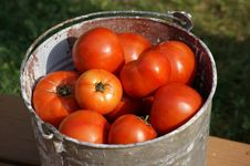 Bucket Of Fresh Tomatoes Stock Images