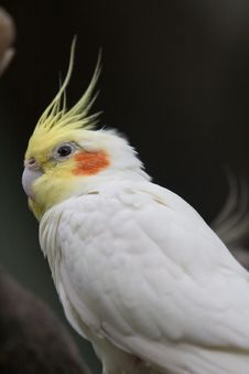 Parrot Stock Image