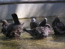 Pigeons Royalty Free Stock Photo Pigeons Royalty Free Stock Photo