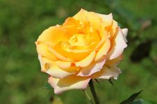 Perfect Yellow Rose Stock Image Perfect Yellow Rose Stock Image