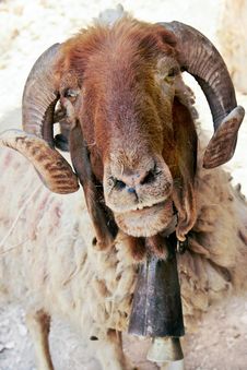 Bighorn Sheep Stock Photography