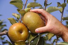 Harvest Of Reneta Apples Stock Images Harvest Of Reneta Apples Stock Images