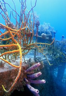 Underwater Wreck Of The Price Albert Stock Photo