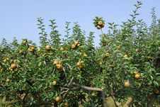 Reneta Apple Tree Royalty Free Stock Photography Reneta Apple Tree Royalty Free Stock Photography