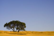 Lonely Tree Royalty Free Stock Photography