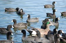 Duck In A Pond Stock Photo