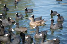 Duck In A Pond Stock Photo