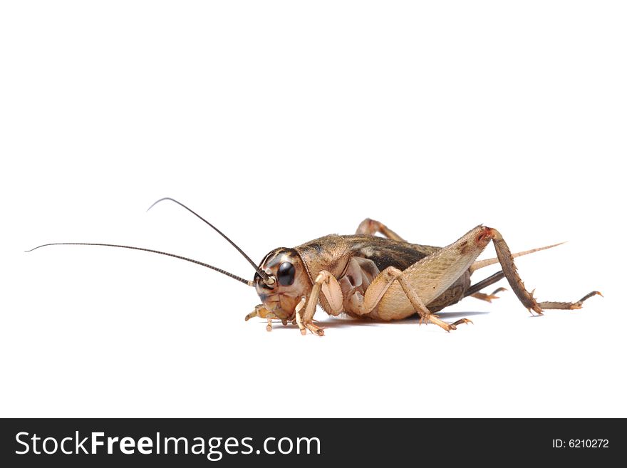 Brown cricket isolated on white