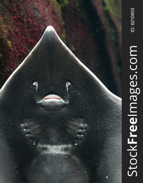 Close up of a ray in an aquarium. Close up of a ray in an aquarium