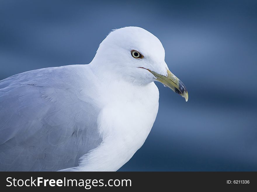 Picture of the sea gull