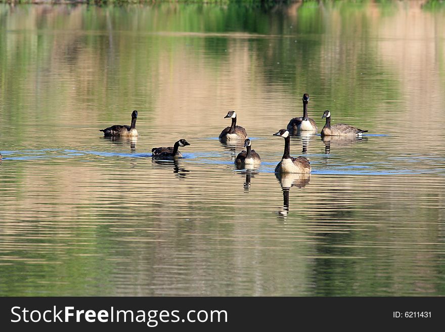 Flock of Canada geese on a lake