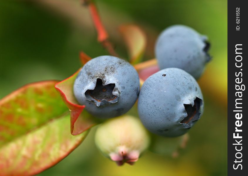 Few bilberries on branch with leaves