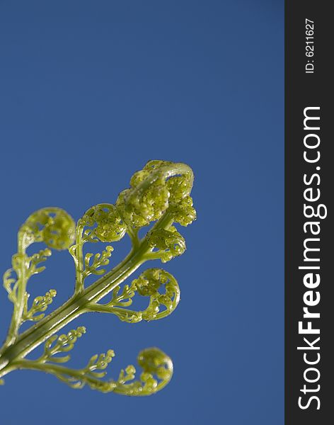 Green koru fern on blue sky