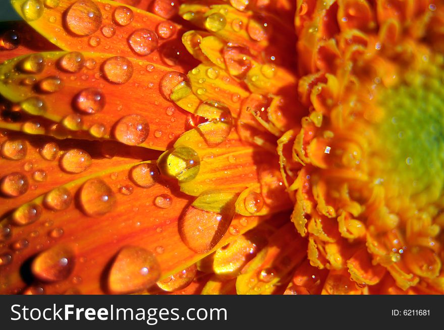 Closeup photo of an orange gerbera splashed with water