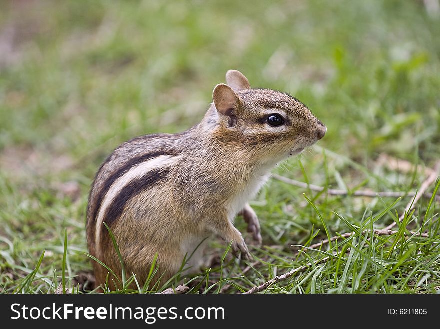 Picture of the park chipmunk