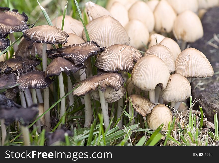 Photo of the wild mushrooms - close up