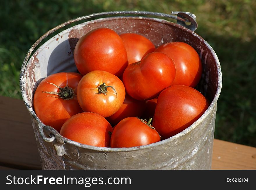 View of a bucket of fresh picked natural tomatoes. View of a bucket of fresh picked natural tomatoes.