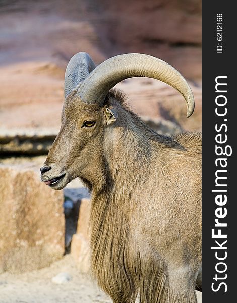 Photo of the zoo animals - goat
