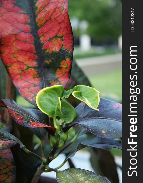 A beautiful plant with red and green artistic leaves. A beautiful plant with red and green artistic leaves